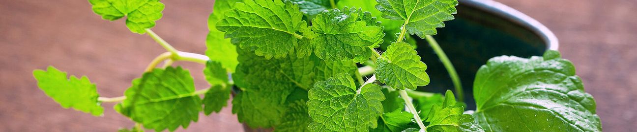 csm_header_melisse_1920x400_41fa27303a